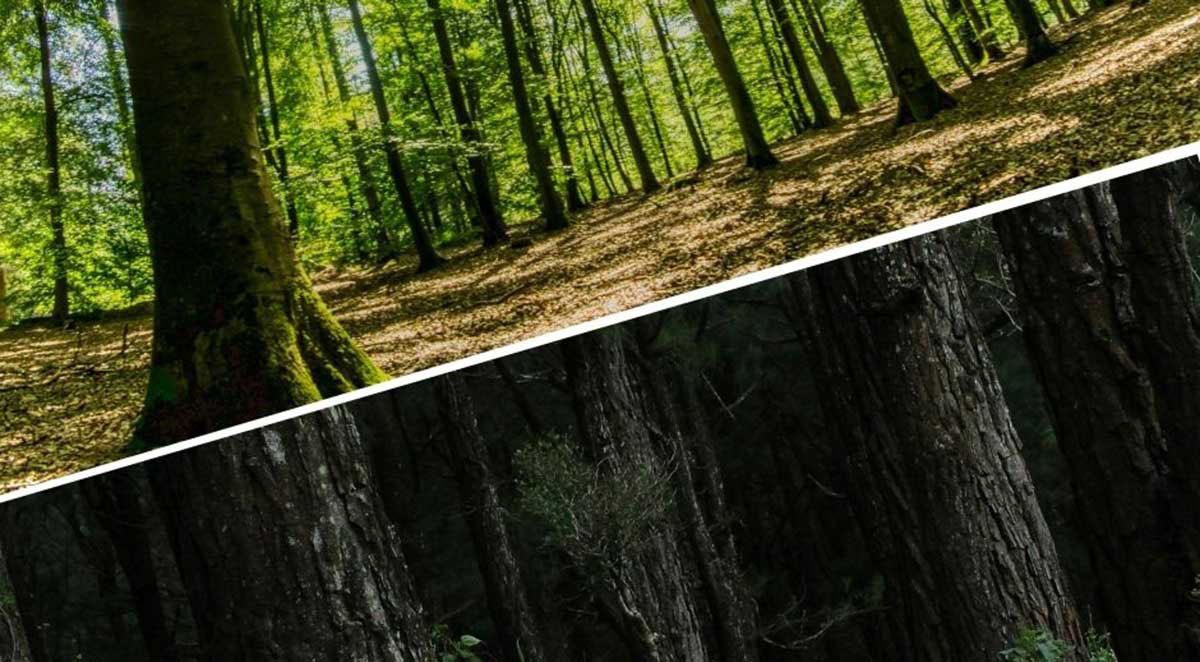 Hardwoods vs. Softwoods