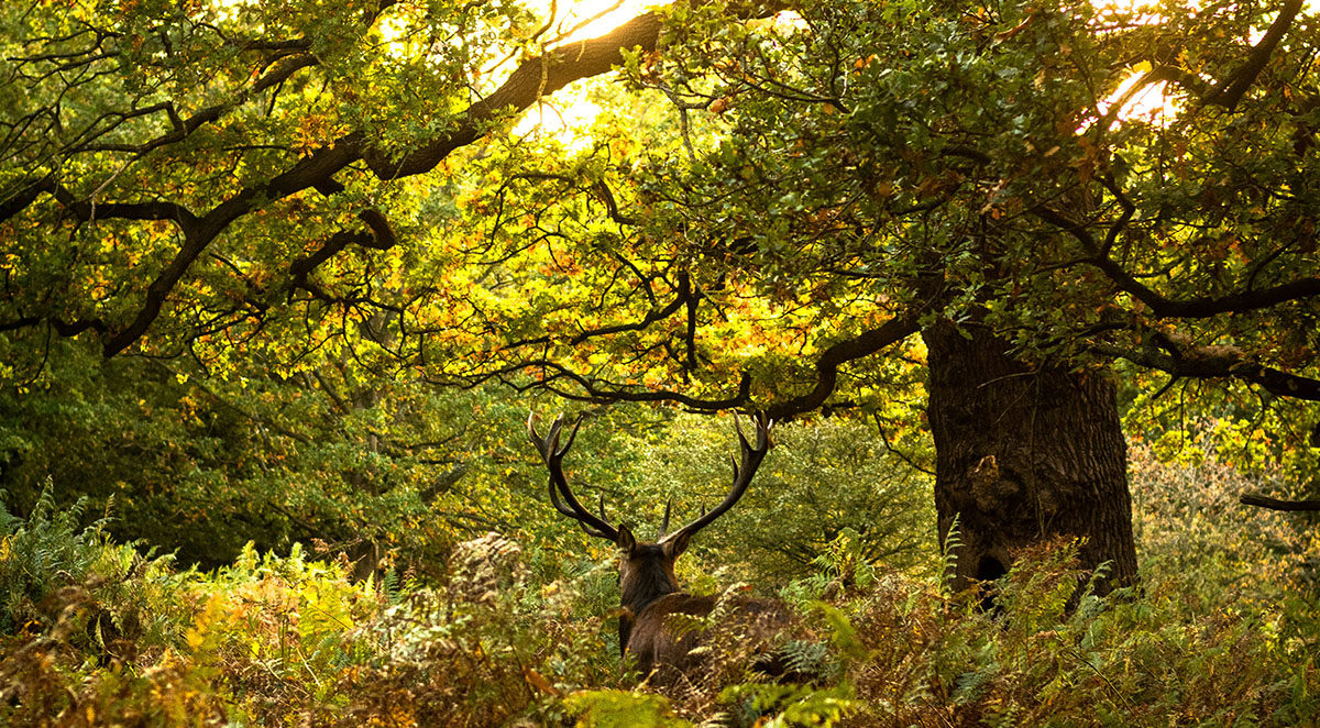 Appalachian Hardwoods: Species Selection Guide for Manufacturers