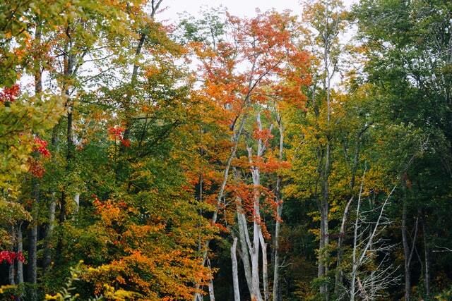 Where To Buy The Best Hardwoods Wilkes, NC