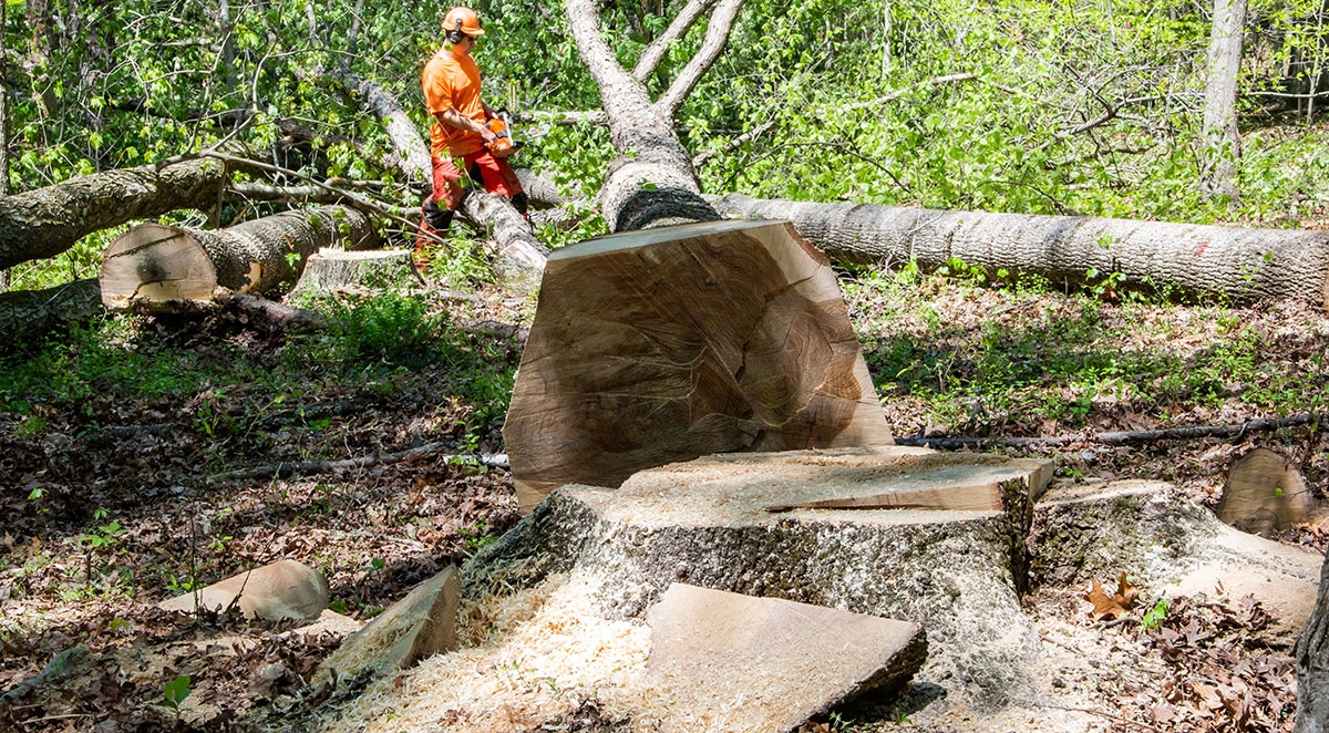Clear-Cutting Pros and Cons: How We Resource Timber for Church and Church