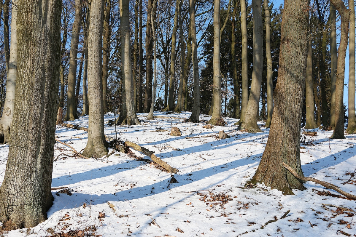 Is Winter a Good Time to Harvest My Timber?