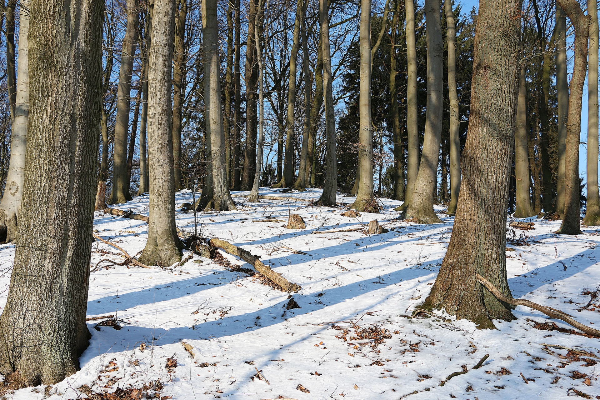 Is Winter a Good Time to Harvest My Timber?